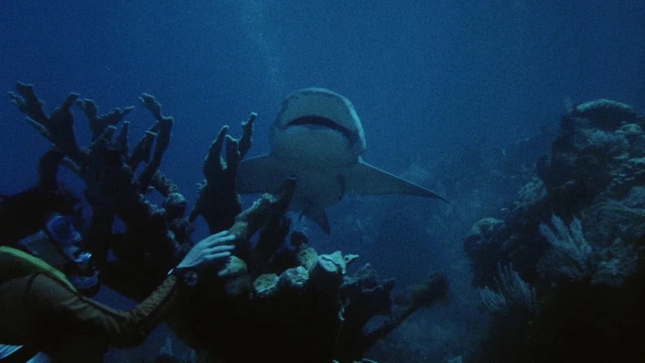Night of the Sharks