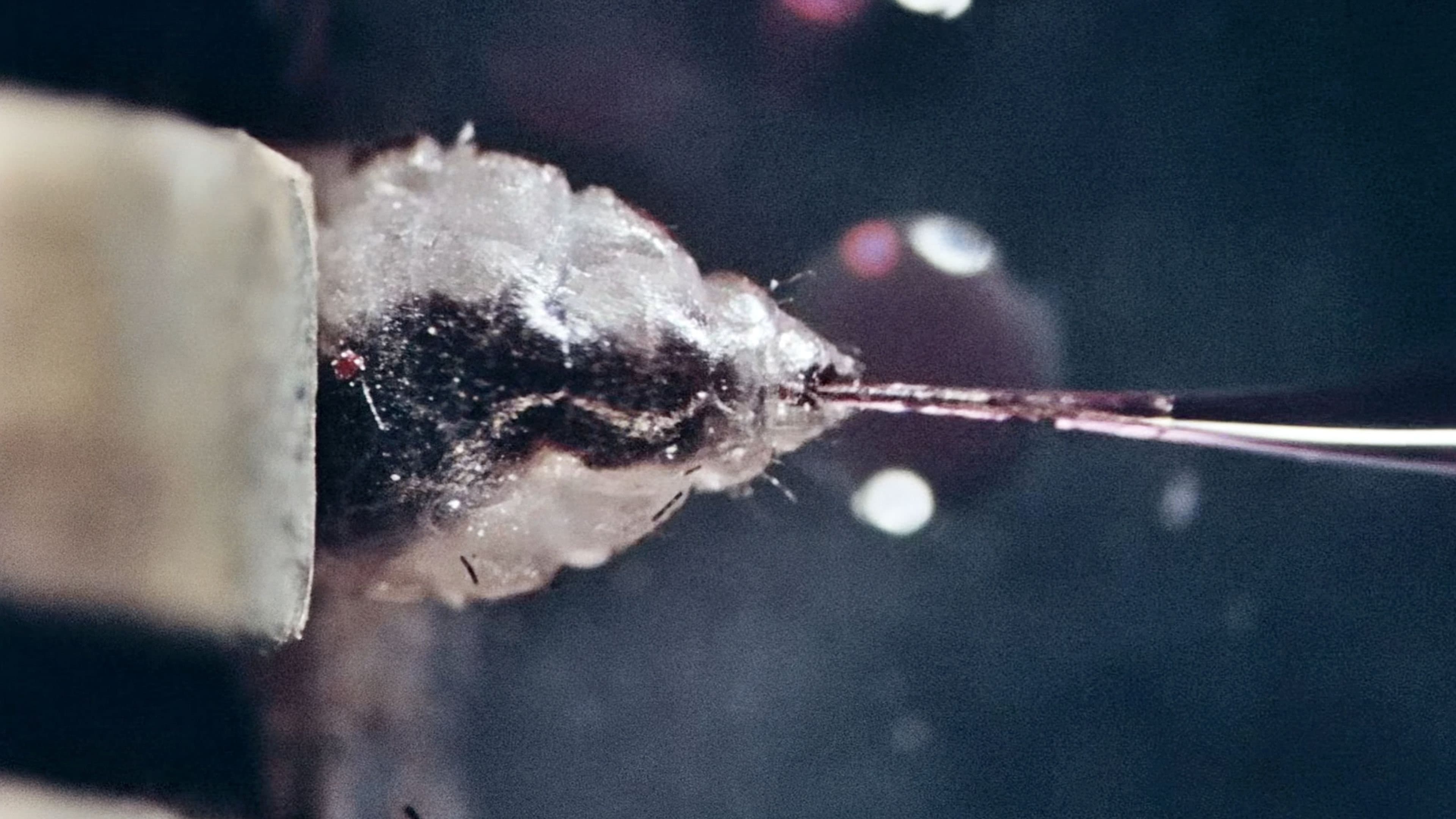 The Third Part of the Night