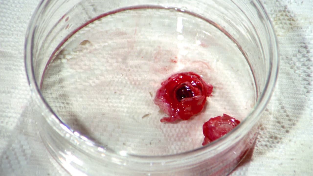 Blue Eyes of the Broken Doll