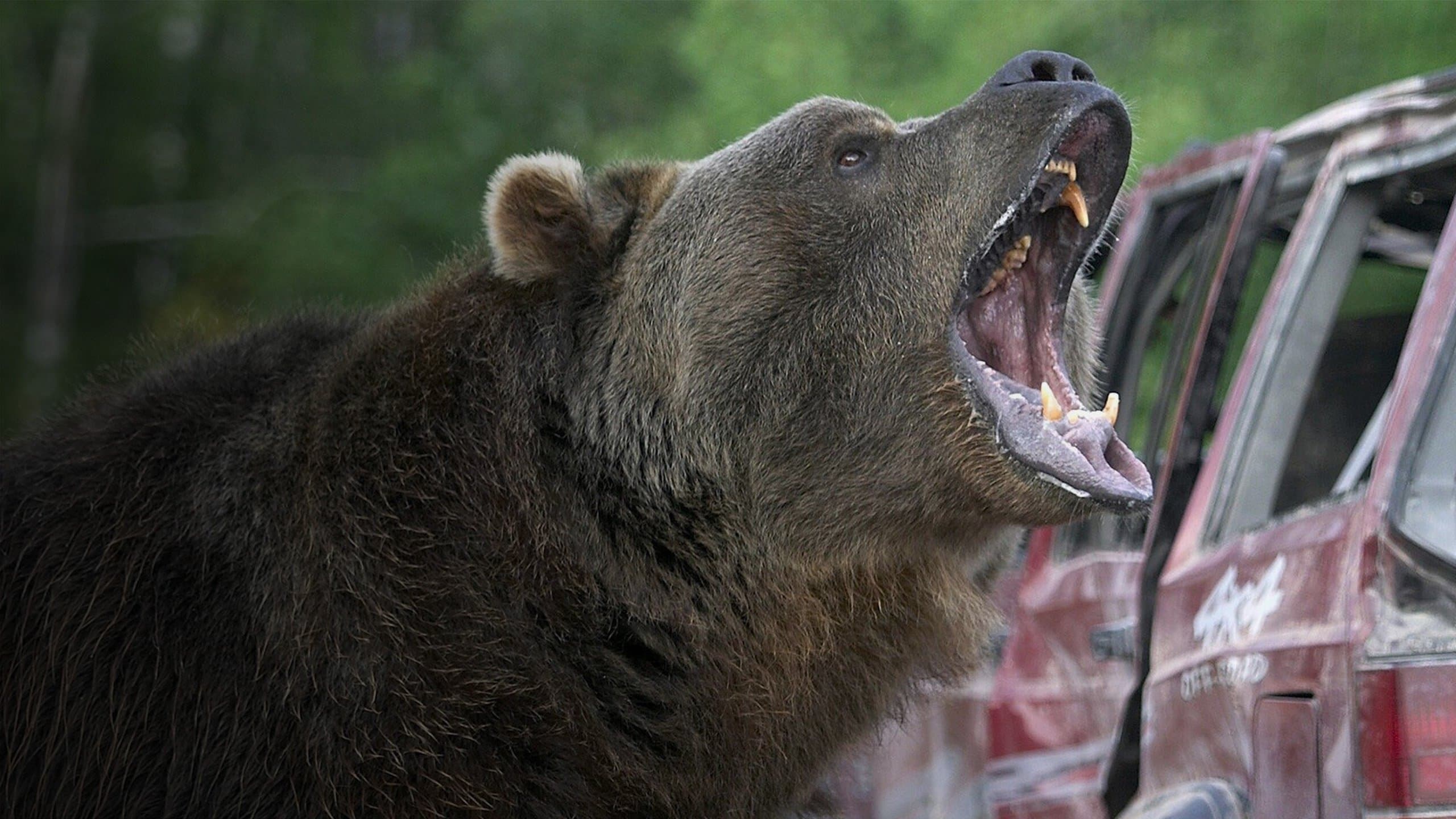 Grizzly Rage