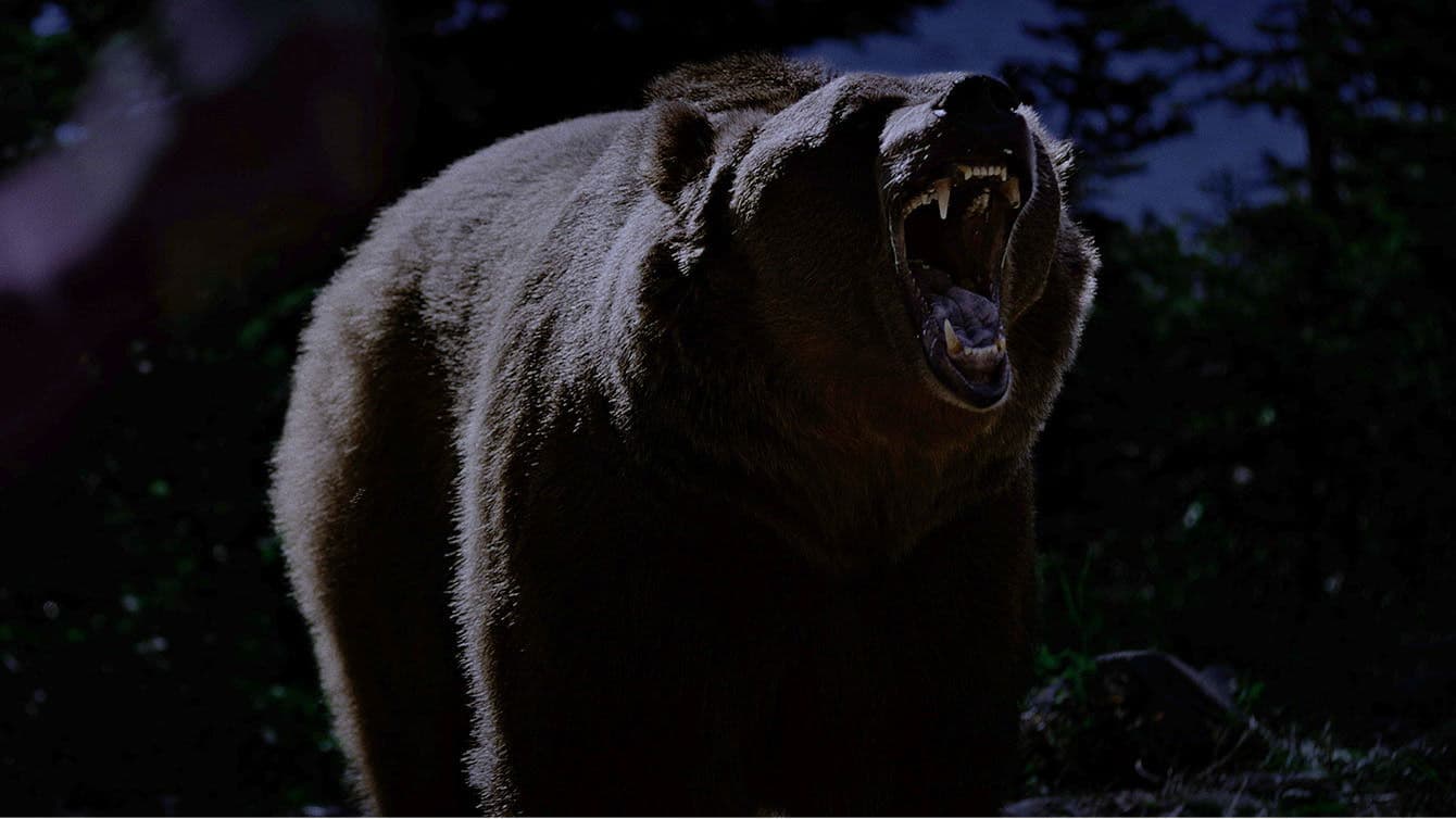Grizzly Night