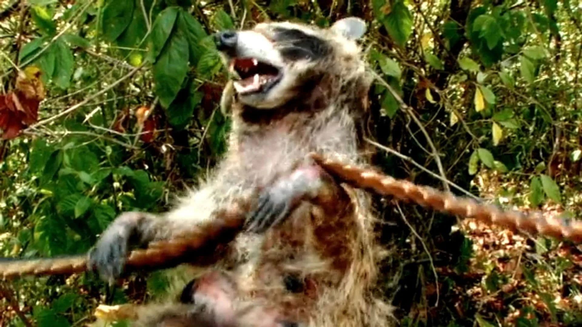 Coons! Night of the Bandits of the Night