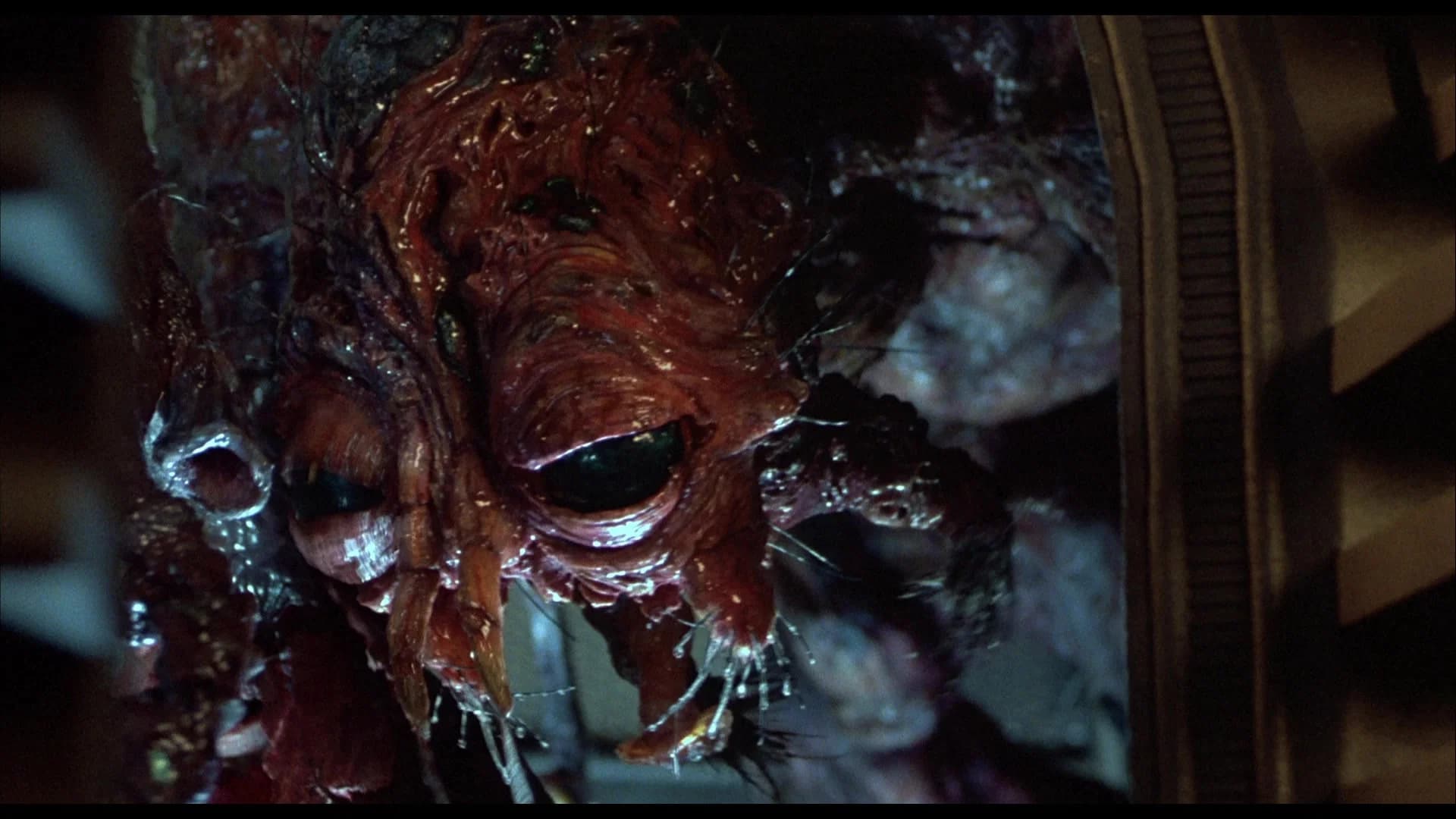 The Fly