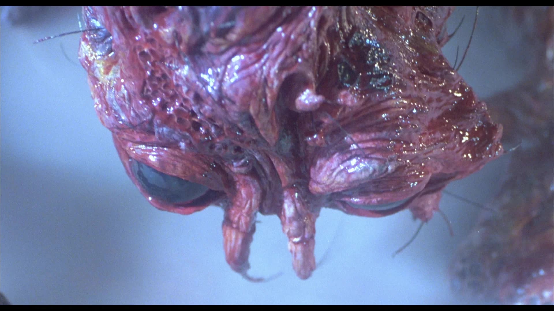 The Fly