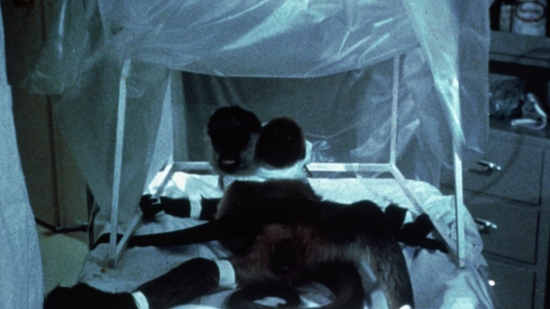 The Incredible 2-Headed Transplant