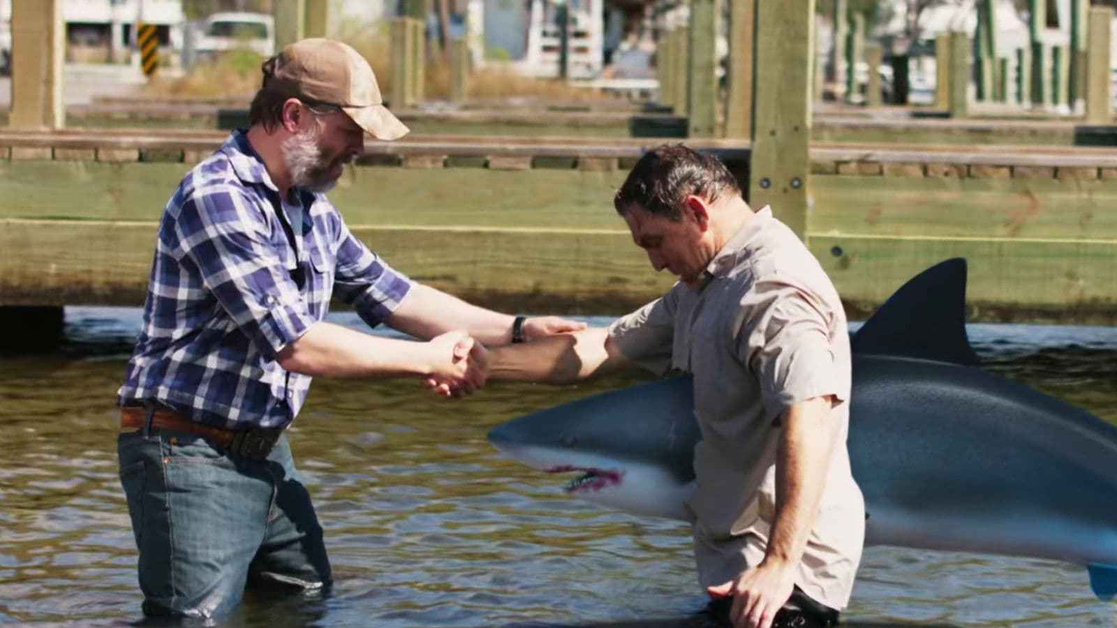 Mississippi River Sharks