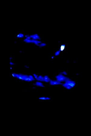 The Cursed Tape (from Ring)